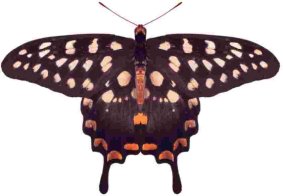 世界の蝶図鑑シリーズ 熱帯アフリカ区の蝶一覧 | バイオカイト公式 