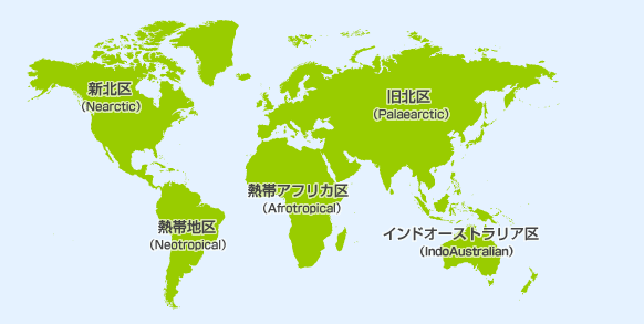 世界の蝶MAP