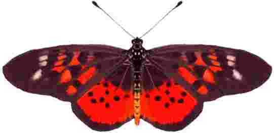 熱帯アフリカの蝶｜凧の革命・生物をまねた世界一揚がる凧「バイオカイト」
