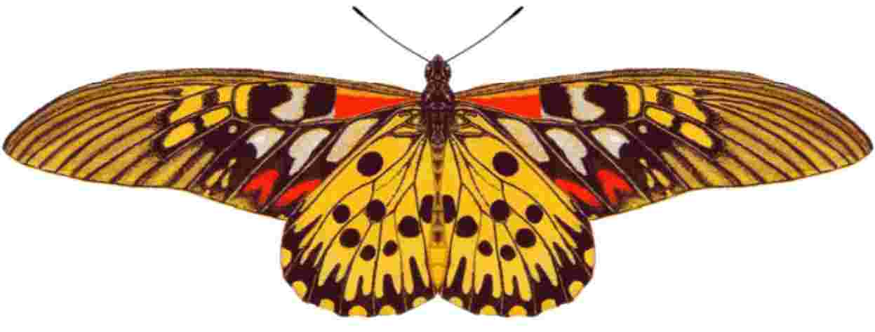 熱帯アフリカの蝶｜凧の革命・生物をまねた世界一揚がる凧「バイオカイト」