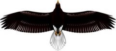 翼長90cmハイパー「オオワシ」